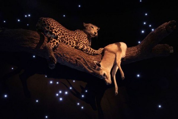 afrikan_yo_leopardi_thompsoningaselli_mtur_maailman_luonto_0-600x399