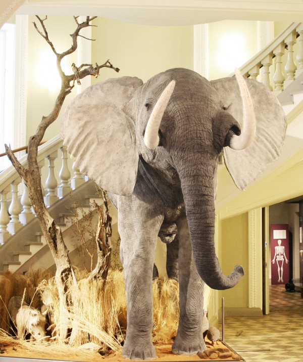 Elmeri-edesta-600x716