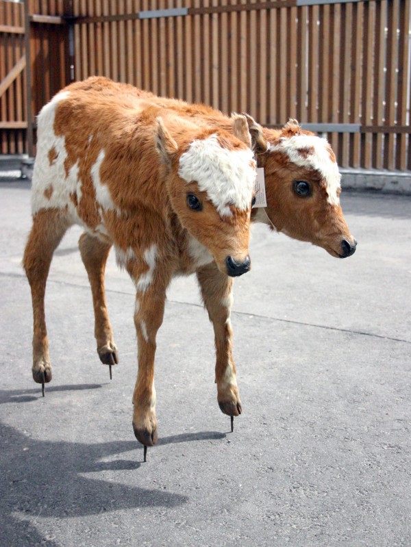 kaksipainen_vasikka-600x799